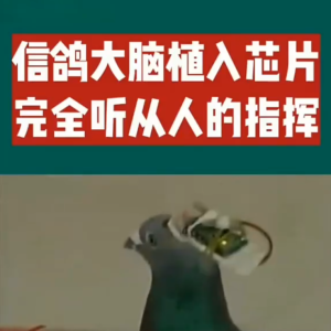 芯片控制鸽子